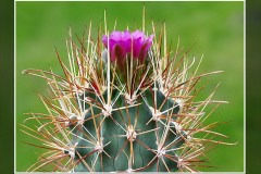 Sclerocactus parviflorus subsp. terrae-canyonae LZ 233