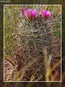 Sclerocactus parviflorus
