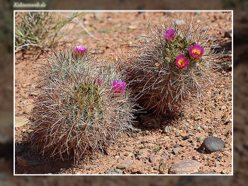 Sclerocactus parviflorus