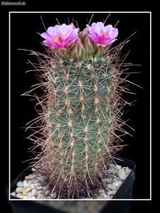 Sclerocactus parviflorus