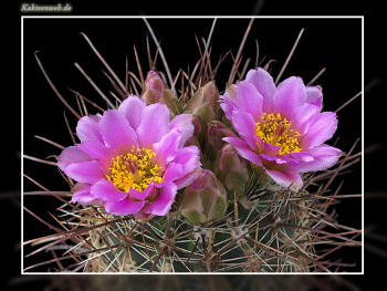 Sclerocactus parviflorus