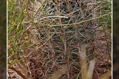 Sclerocactus parviflorus