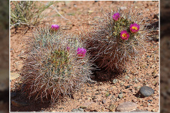 Sclerocactus parviflorus