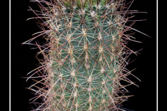 Sclerocactus parviflorus