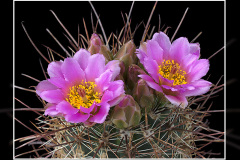Sclerocactus parviflorus