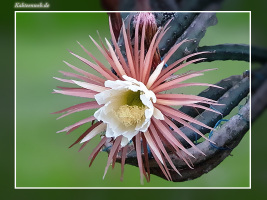 Selenicereus grandiflorus