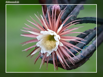 Selenicereus grandiflorus