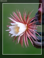 Selenicereus grandiflorus