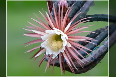 Selenicereus grandiflorus