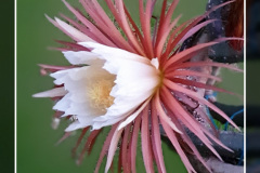 Selenicereus grandiflorus