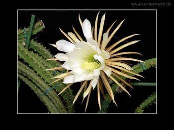 Selenicereus urbanianus