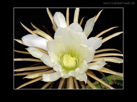 Selenicereus urbanianus