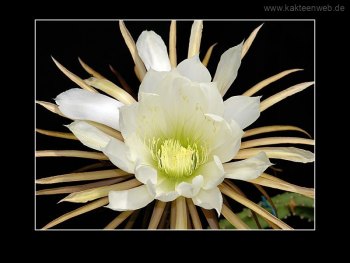 Selenicereus urbanianus