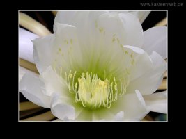 Selenicereus urbanianus