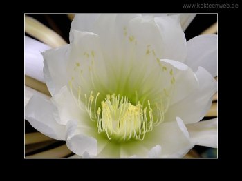 Selenicereus urbanianus