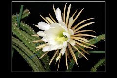 Selenicereus urbanianus