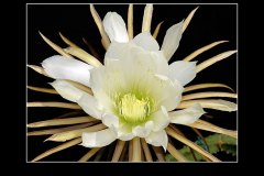 Selenicereus urbanianus