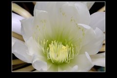 Selenicereus urbanianus