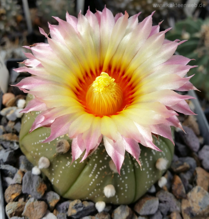 Astrophytum asterias Hybride