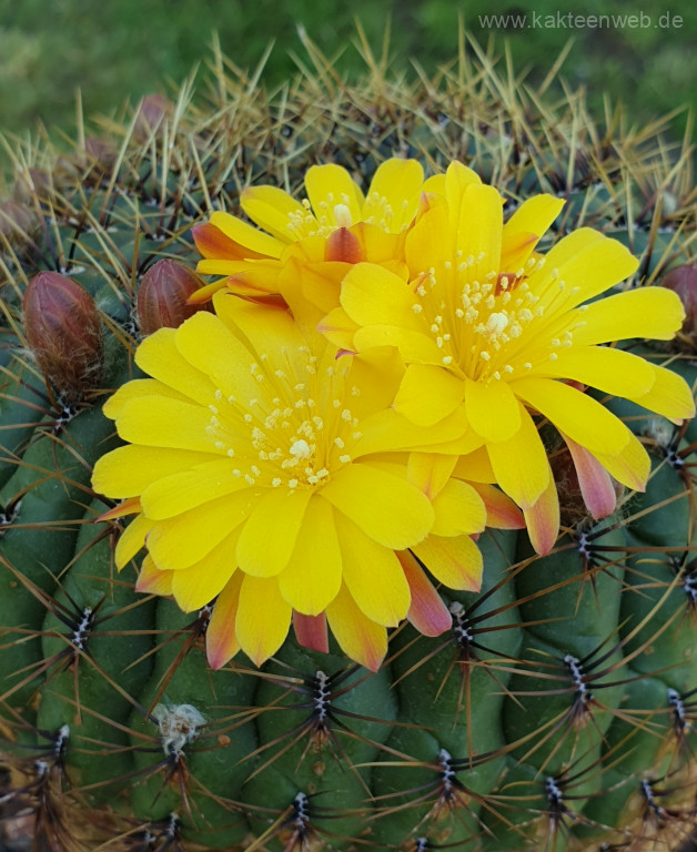Matucana aureiflora