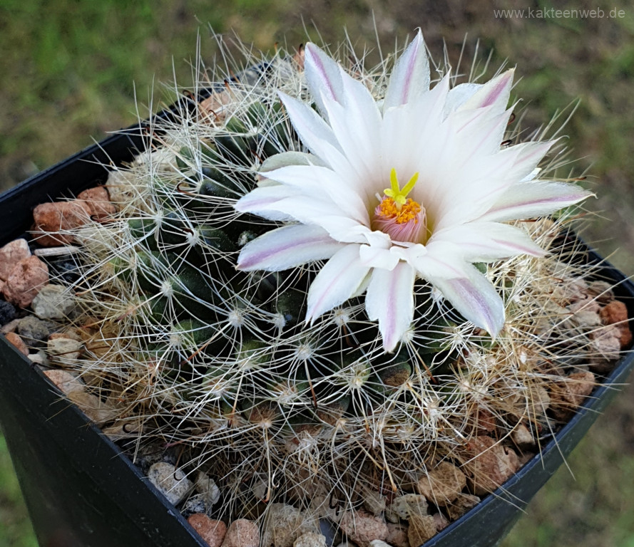 Mammillaria zephyranthoides
