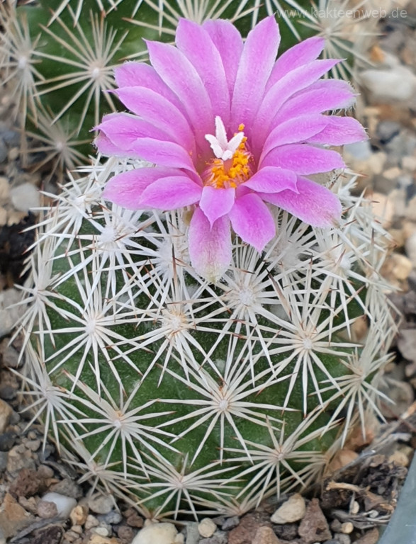 Escobaria grata