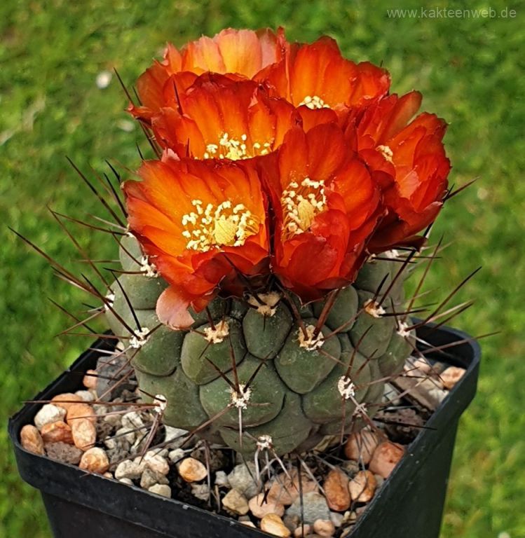 Weingartia neumanniana MN172