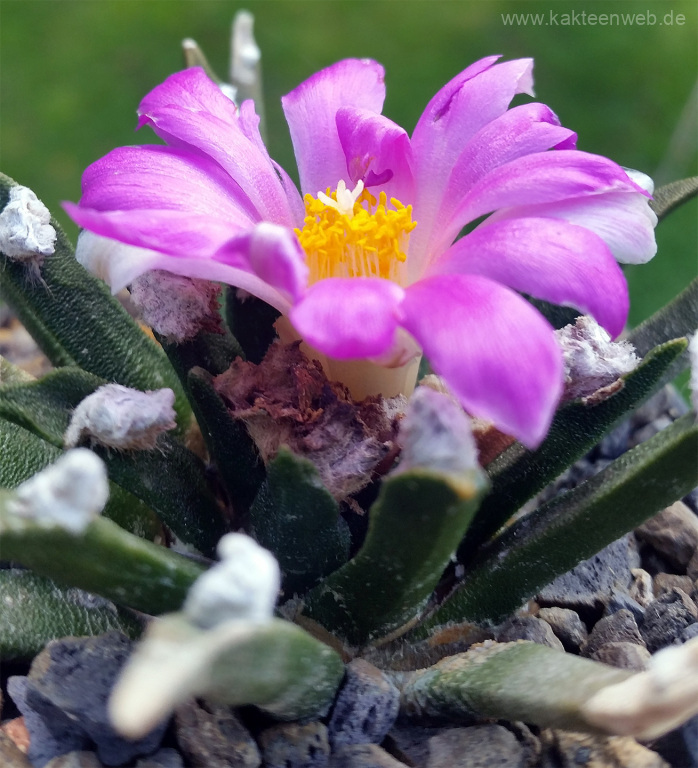 Ariocarpus agavoides