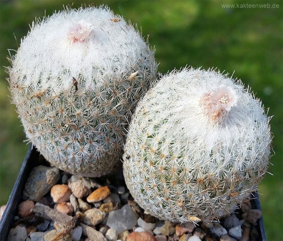 Epithelantha micromeris var. rufispina