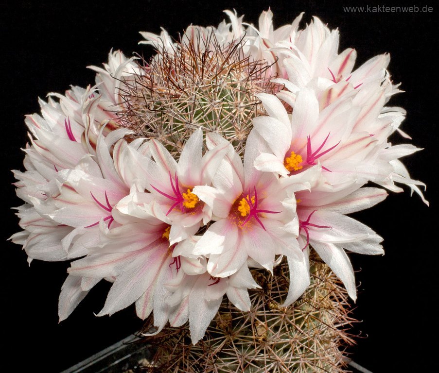 Mammillaria fraileana