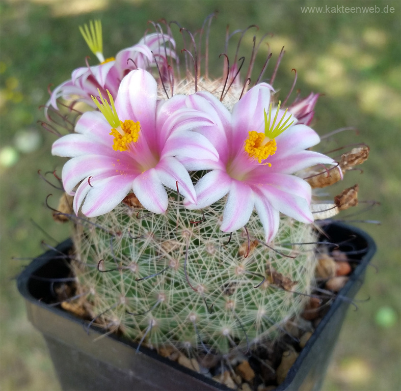 Mammillaria grahamii DJF1000