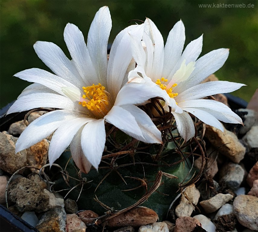 Turbinicarpus graminispinus
