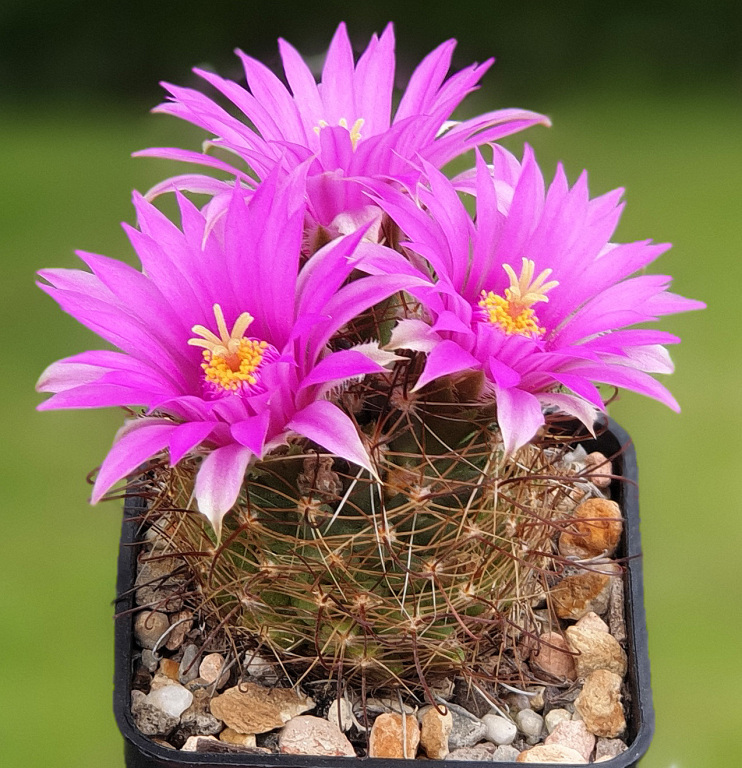 Mammillaria wrightii SB374