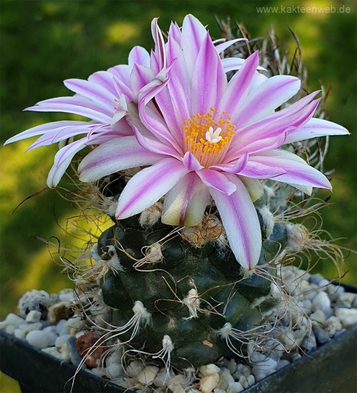 Turbinicarpus pseudomacrochele
