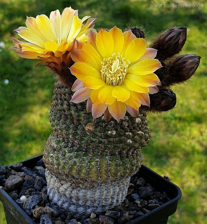 Reicheocactus pseudoreicheanus