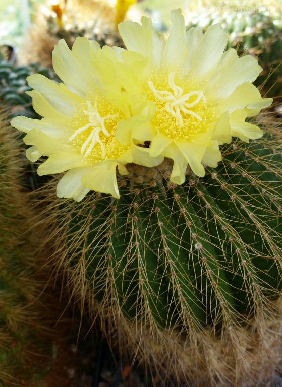 Notocactus schumannianus
