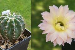 Echinopsis Hybride "Meru"