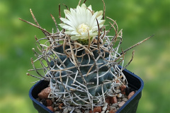 Pediocactus peeblesianus f. menzelii