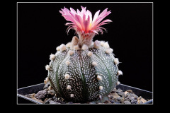 Astrophytum asterias Hybride (rote Blüte)