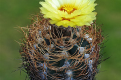 Astrophytum senile var. aureum