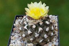 Copiapoa esmeraldana FR1457