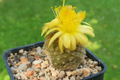 Copiapoa laui