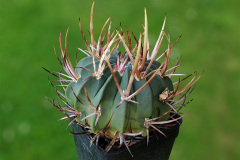 Echinofossulocactus coptonogonus SB13