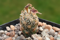 Escobaria minima SB423