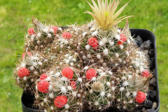 Escobaria missouriensis