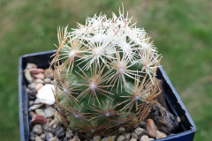 Escobaria grata