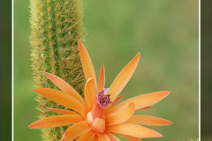 Hildewintera aureispina