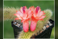 Hildewintera colademononis