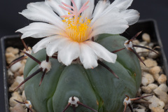 Echinocactus horizonthalonius var. subikii