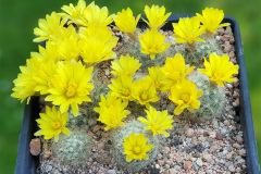 Mammillaria baumii